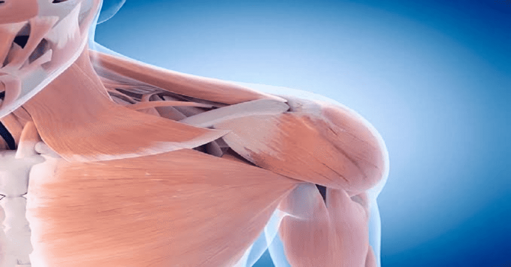 trf2 muscle stem cell research
